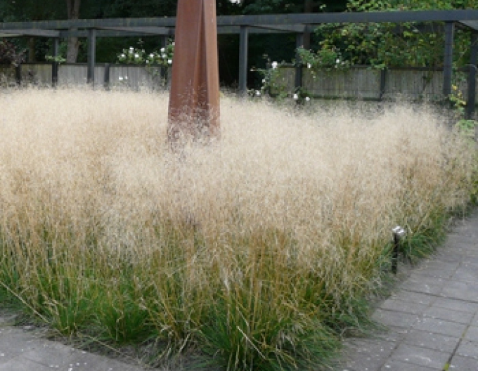 Schmiele Goldschleier 2l