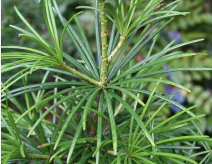 Japanische Schirmtanne