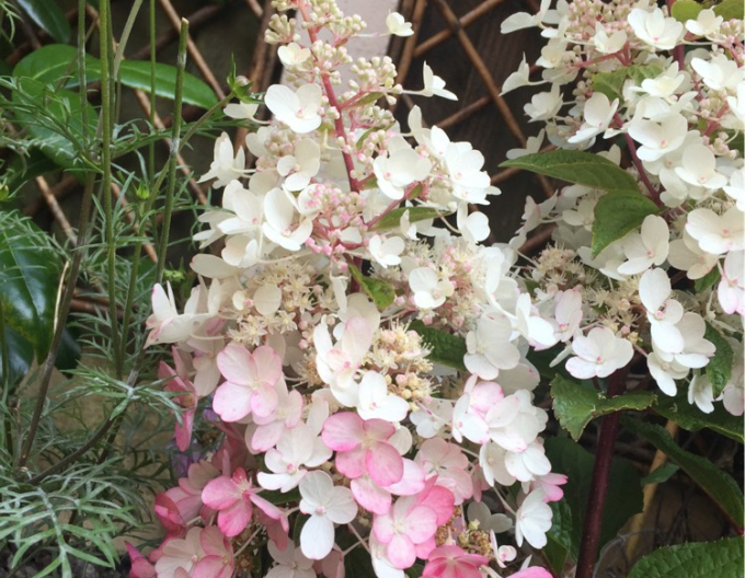 Hortensie Candlelight