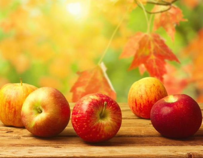 Winterapfel Jonathan, auf M9, wurzelnackt