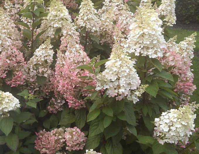 Hortensie Candlelight