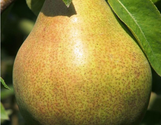 Birne Williamsgrün auf Pyrodwarf, wurzelnackt