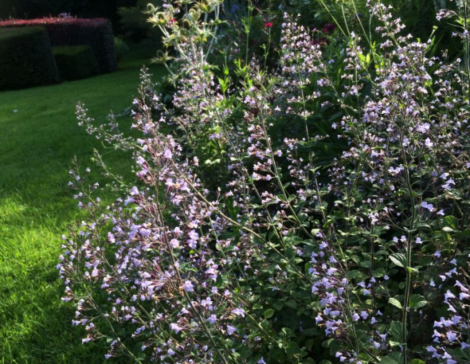 Steinquendel ´Blue  Cloud´