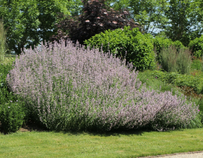 Steinquendel ´Blue  Cloud´