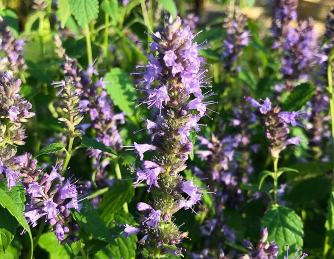 Agastache Little Adder