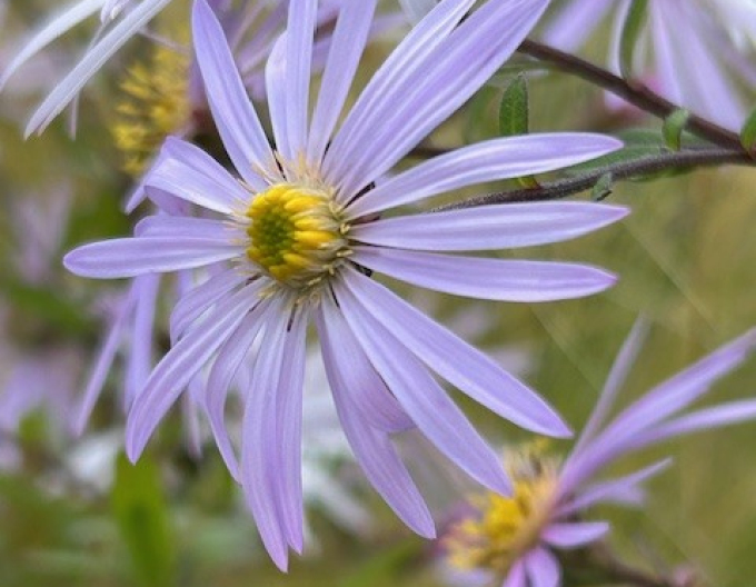 Aster Lutetia