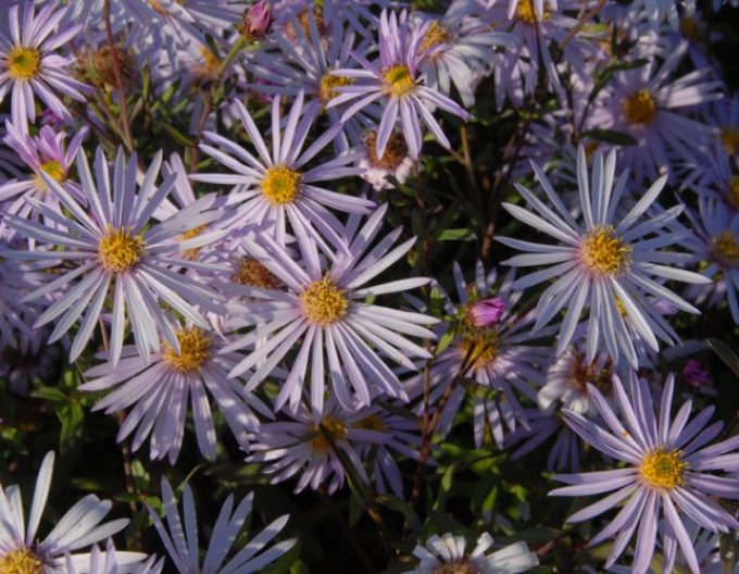 Aster Lutetia