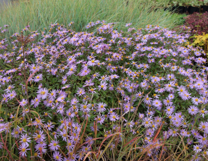 Aster Lutetia