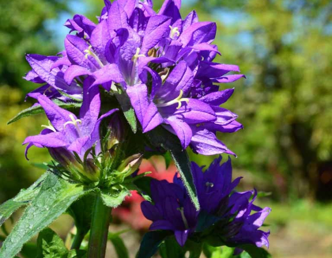 Glockenblume Superba