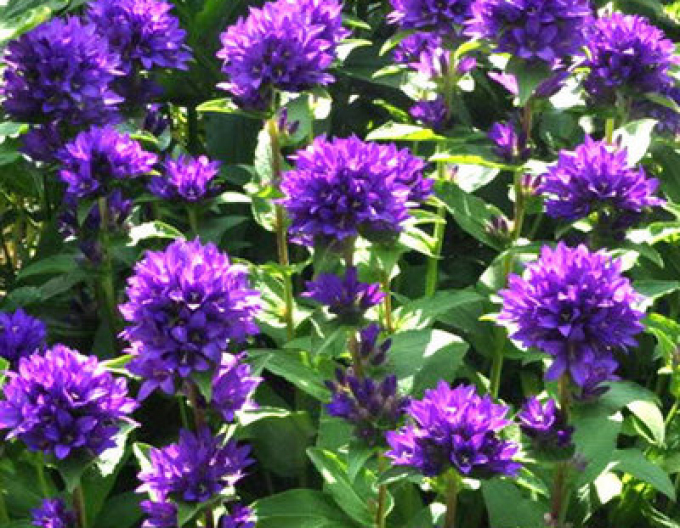 Glockenblume Superba