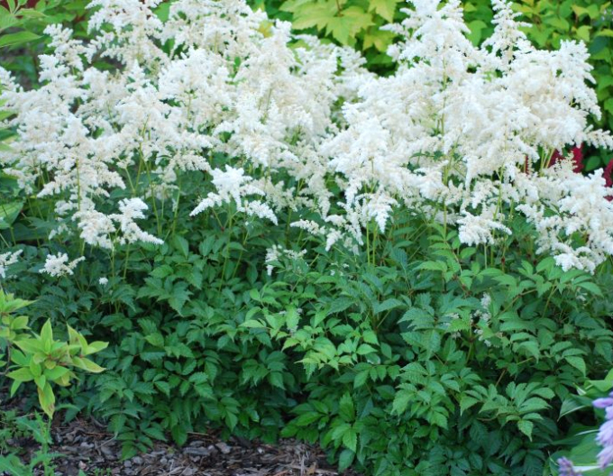 Prachtspiere Brautschleier