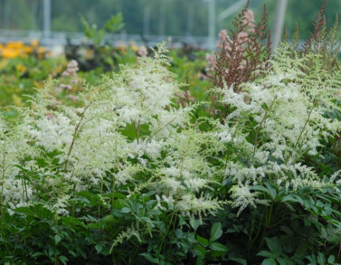 Prachtspiere Brautschleier