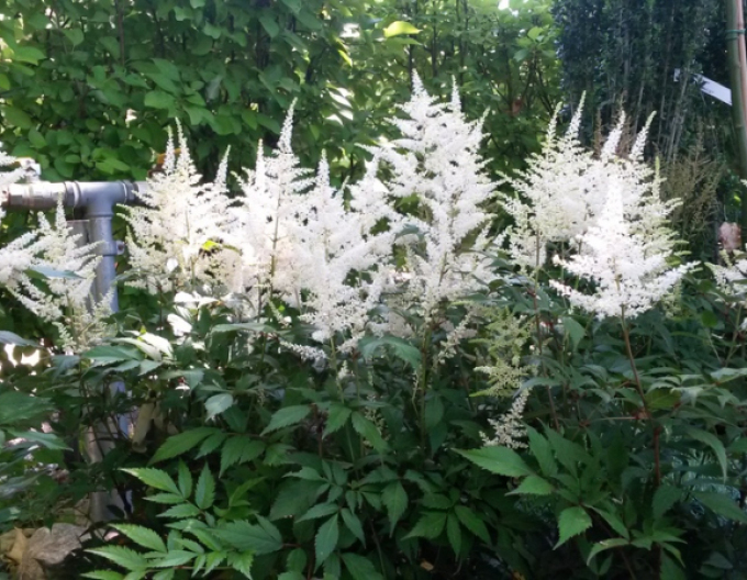 Prachtspiere Brautschleier