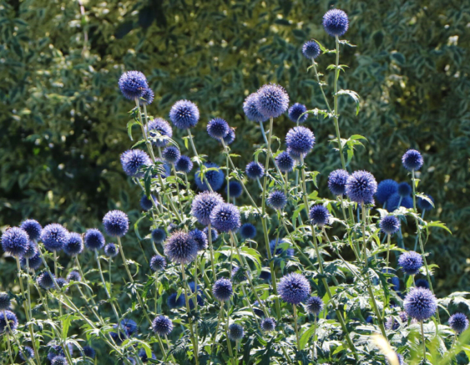 Banater Kugeldistel ´Blue Glow´