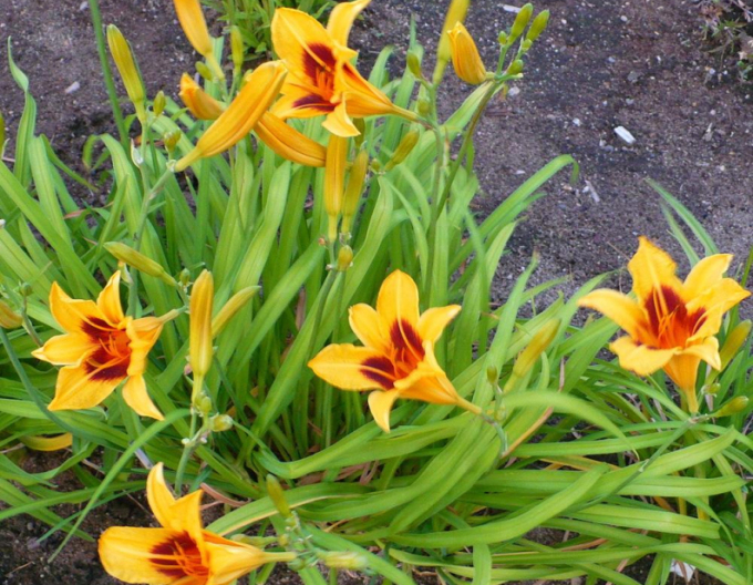 Maiglöckchen Bonanza