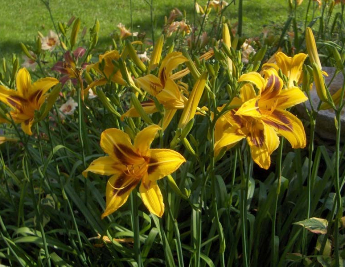 Maiglöckchen Bonanza