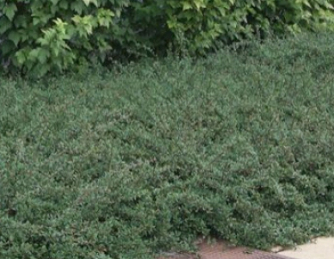 Kriechmispel Eichholz 2l