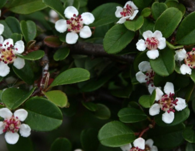 Kriechmispel Eichholz 2l