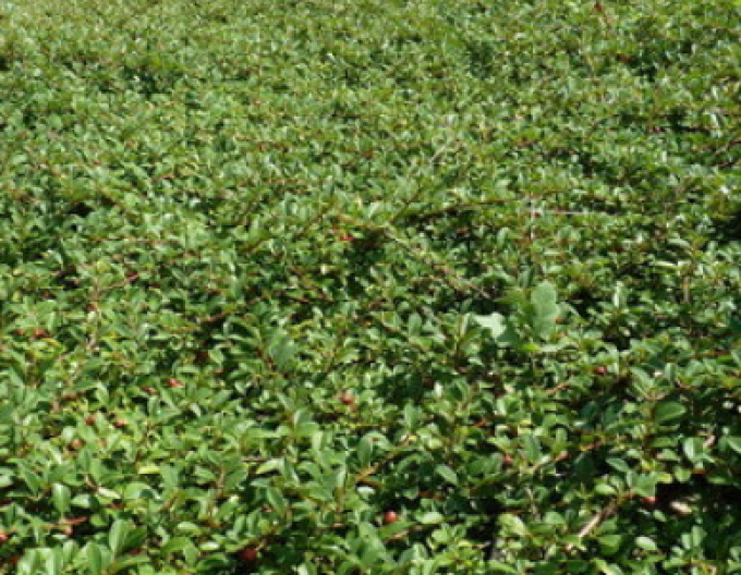 Kriechmispel Eichholz 2l