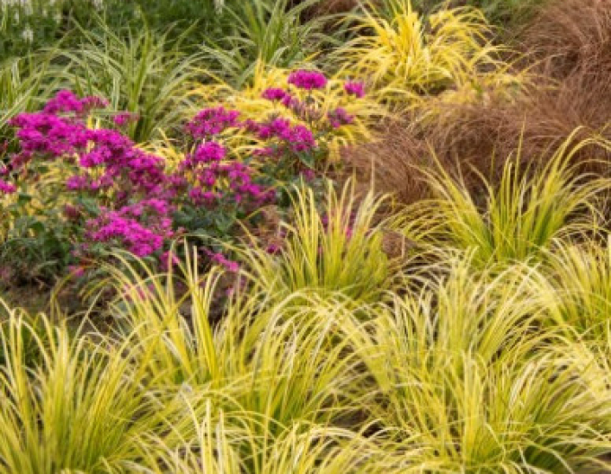 Japanischer Kalmus Golden Delight 2l