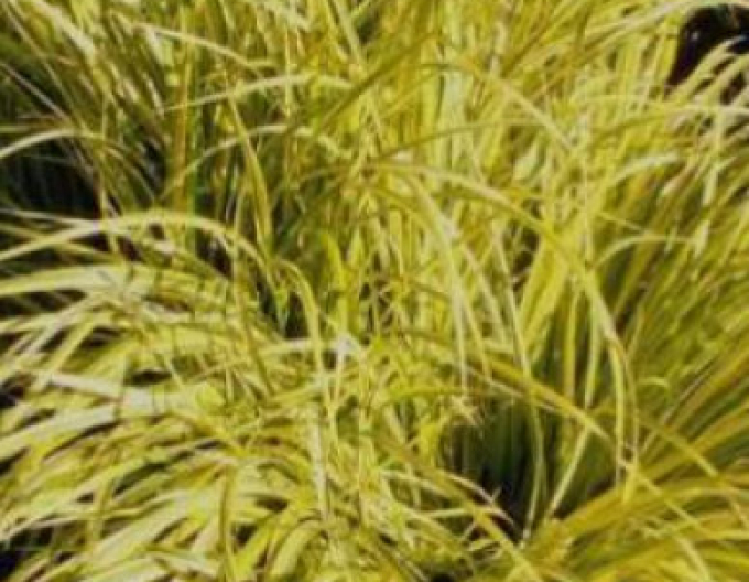 Japanischer Kalmus Golden Delight 2l