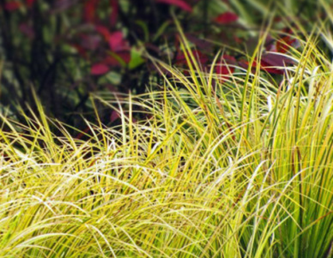 Japanischer Kalmus Golden Delight 2l