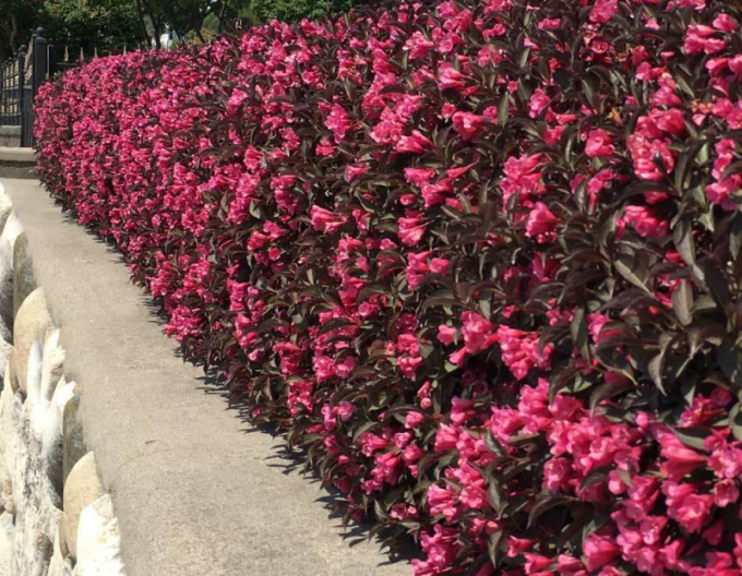 Weigela florida Alexandra