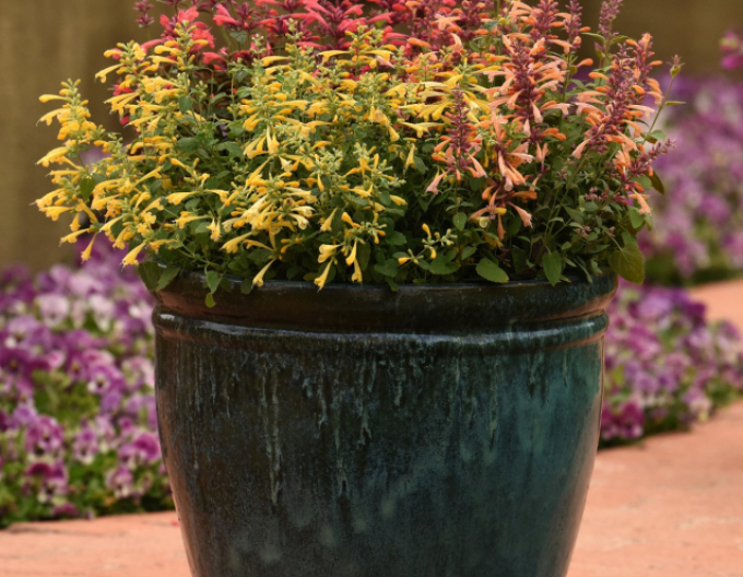 Agastache Summerlong Lemon