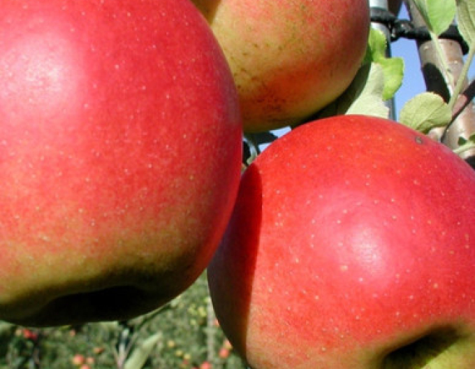 Apfel Prima auf  A2, Cont. 5l