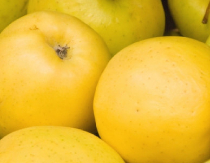 Apfel Golden Delicious auf M26, Cont. 5l