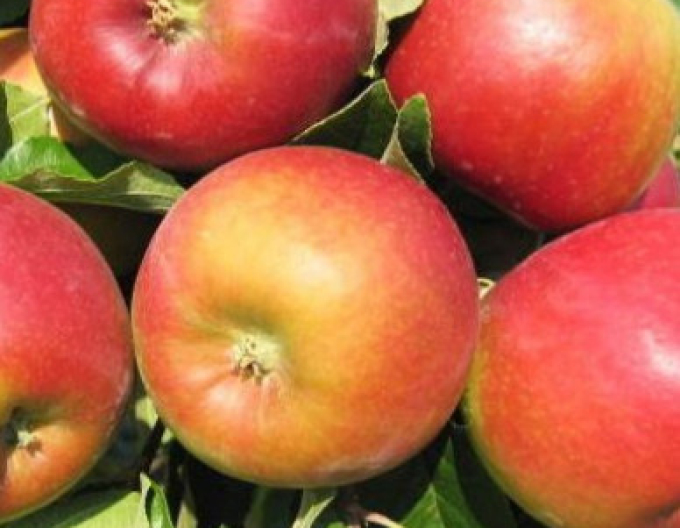 Apfel Mio auf M9, Cont. 5l