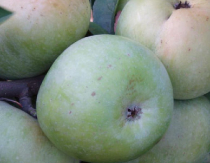 Weißer Klarapfel, auf MM106, Cont. 5l