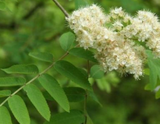 Eberesche "Weiss" Stämmchen, Cont. 5l