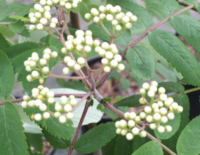 Eberesche "Weiss" Stämmchen, Cont. 5l