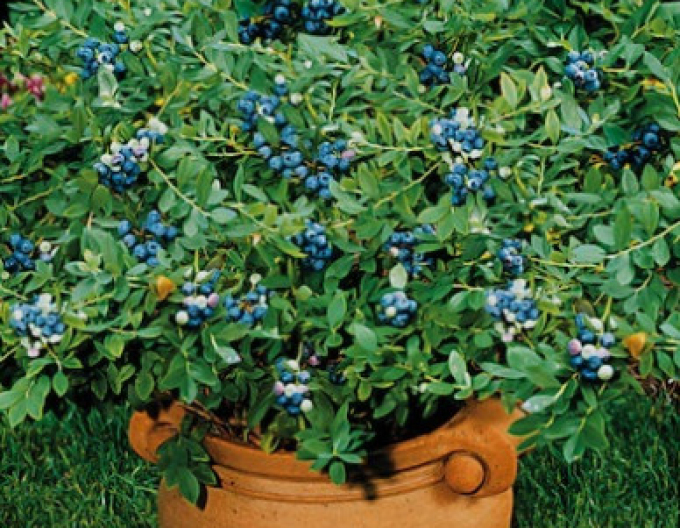 Heidelbeere Northsky 5l