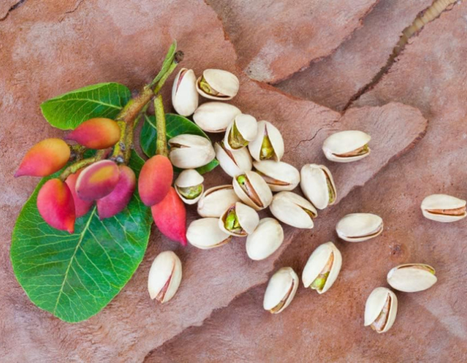 Pistazienbaum Kerman weiblich