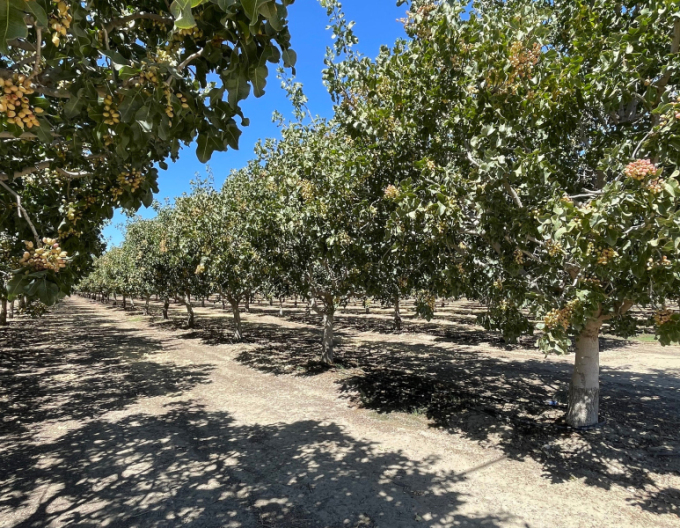 Pistazienbaum Kerman weiblich