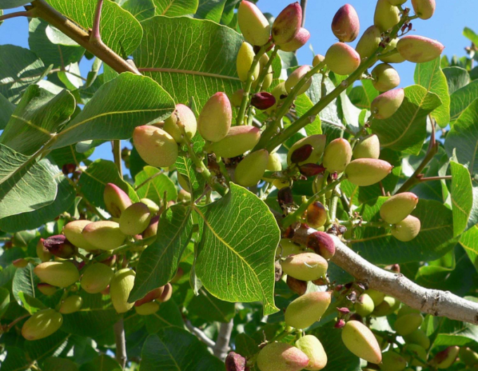 Pistazienbaum Kerman weiblich