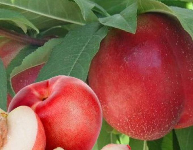 Nektarine Snow Queen auf GF677, Cont. 5l