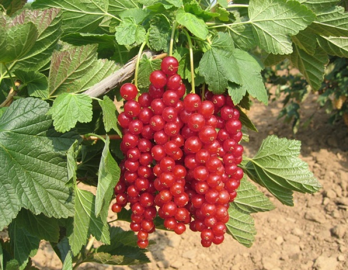 Rote Johannisbeere Losan