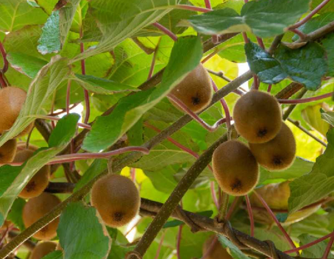 Kiwi selbstbefruchtende Solissimo