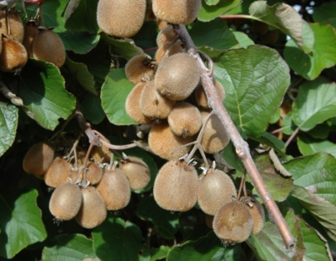 Kiwi selbstbefruchtende Solissimo