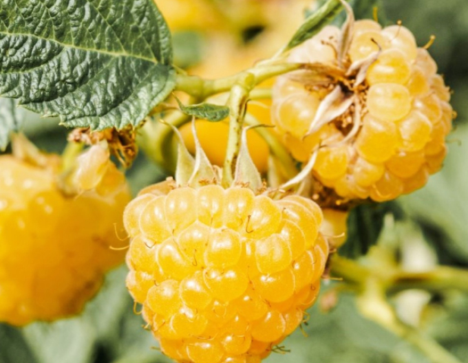 Gelbe Himbeere Sugana Gelb immertragende