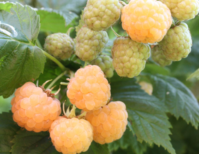 Gelbe Himbeere Sugana Gelb immertragende