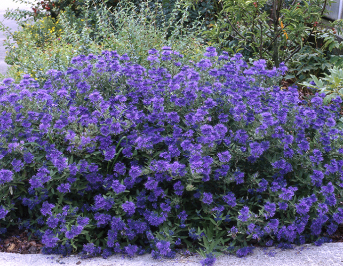 Bartblume Kew Blue