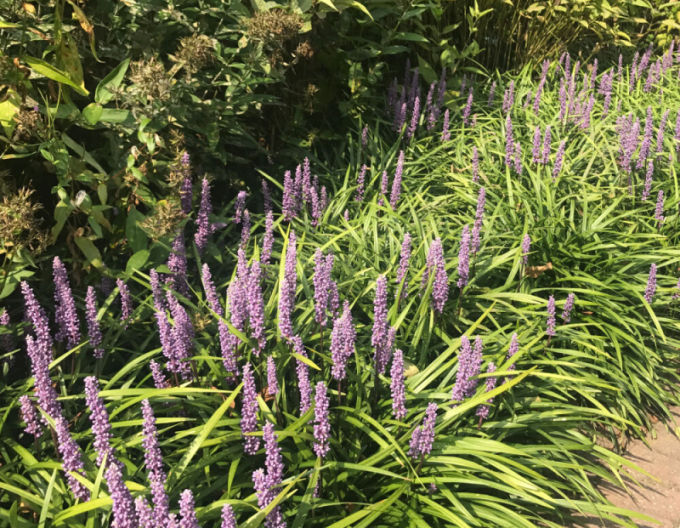 Liliengras Moneymaker