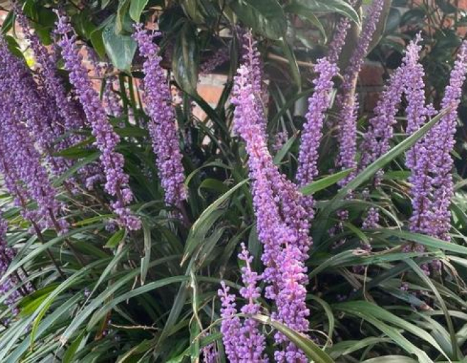 Liliengras Moneymaker