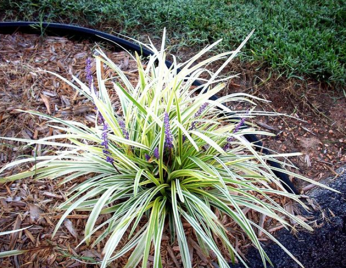 Liliengras Silver Dragon