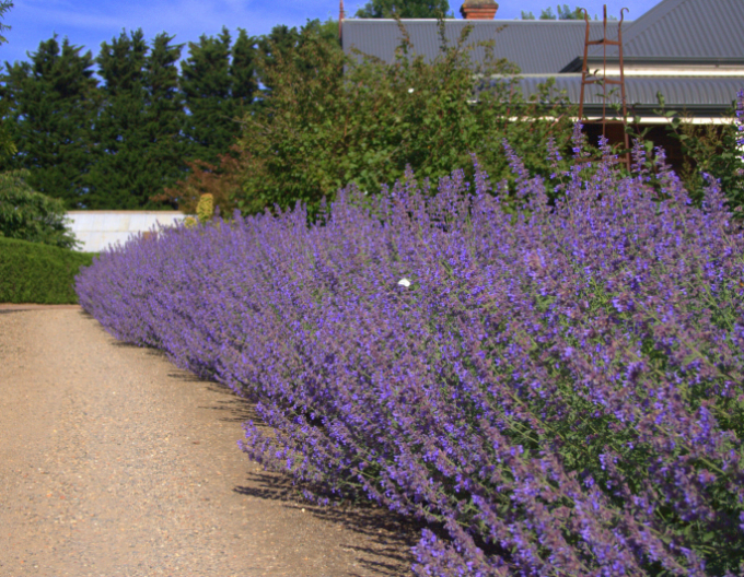 Großblütige Katzenminze Six Hills Giant