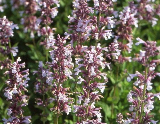 Großblütige Katzenminze Dawn to Dusk